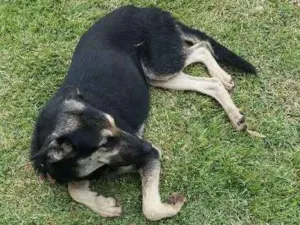 Cachorro raça Mística Pastor Capa-Preta idade 7 a 11 meses nome Dars