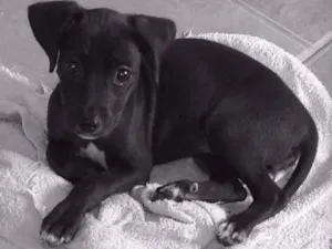 Cachorro raça Vira lata idade 2 a 6 meses nome Neguinha