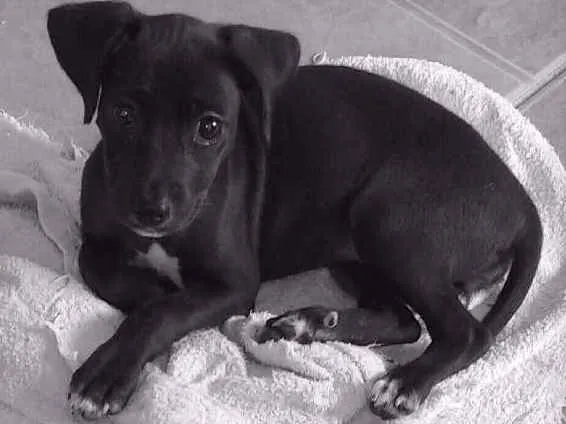 Cachorro ra a Vira lata idade 2 a 6 meses nome Neguinha