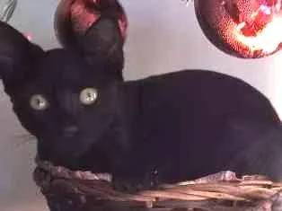 Gato ra a SRD idade 2 a 6 meses nome Sem nome