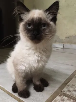 Gato raça Siamês  idade 2 a 6 meses nome Sem nomes