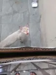 Léo