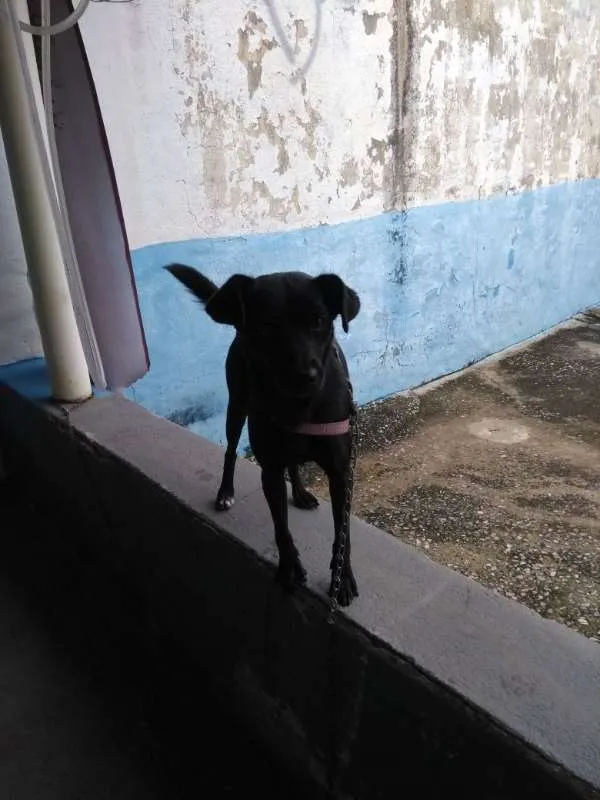 Cachorro raça Vira lata idade 2 anos nome Belinda