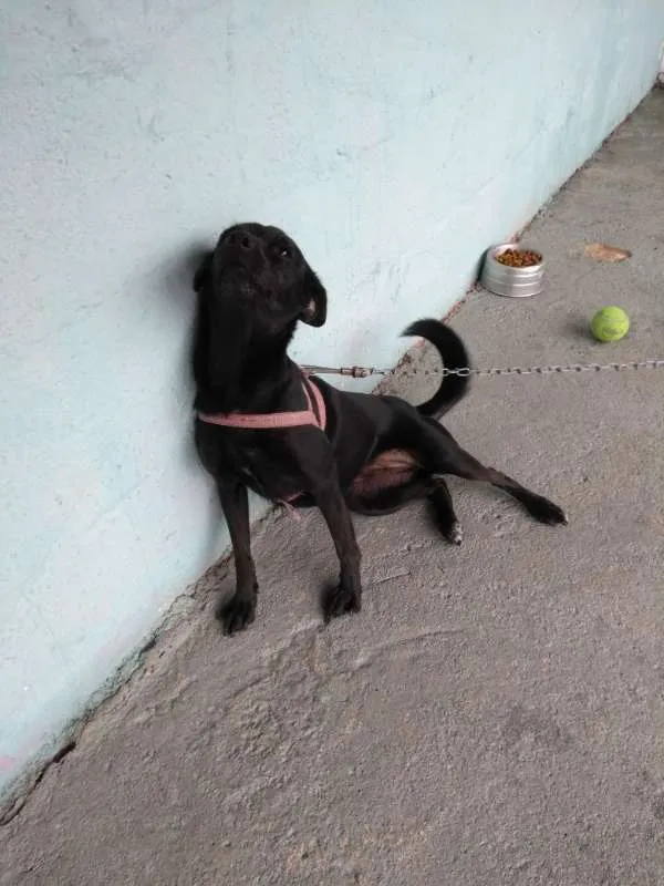 Cachorro raça Vira lata idade 2 anos nome Belinda