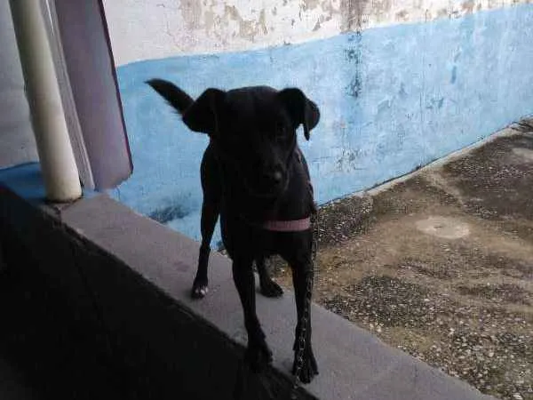 Cachorro raça Vira lata idade 2 anos nome Belinda
