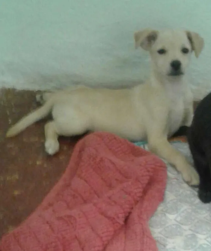 Cachorro ra a Indefinida idade Abaixo de 2 meses nome Lua