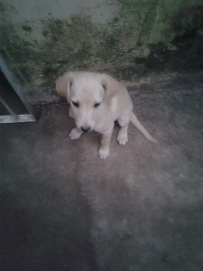 Cachorro ra a Indefinida idade Abaixo de 2 meses nome Lua