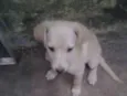 Lua