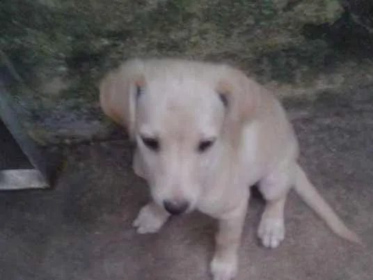 Cachorro ra a Indefinida idade Abaixo de 2 meses nome Lua