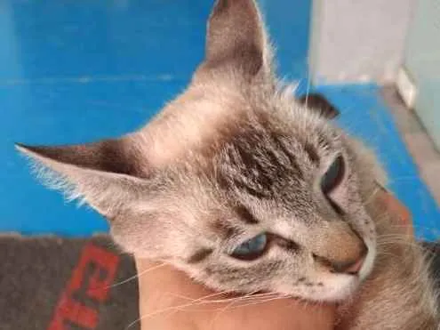 Gato ra a  idade 1 ano nome Menininha