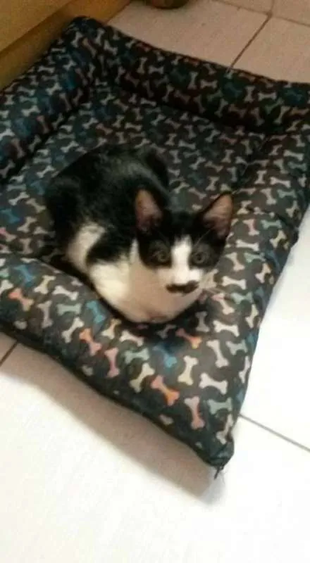 Gato ra a vira lata idade 2 a 6 meses nome Tom