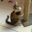 Bianca