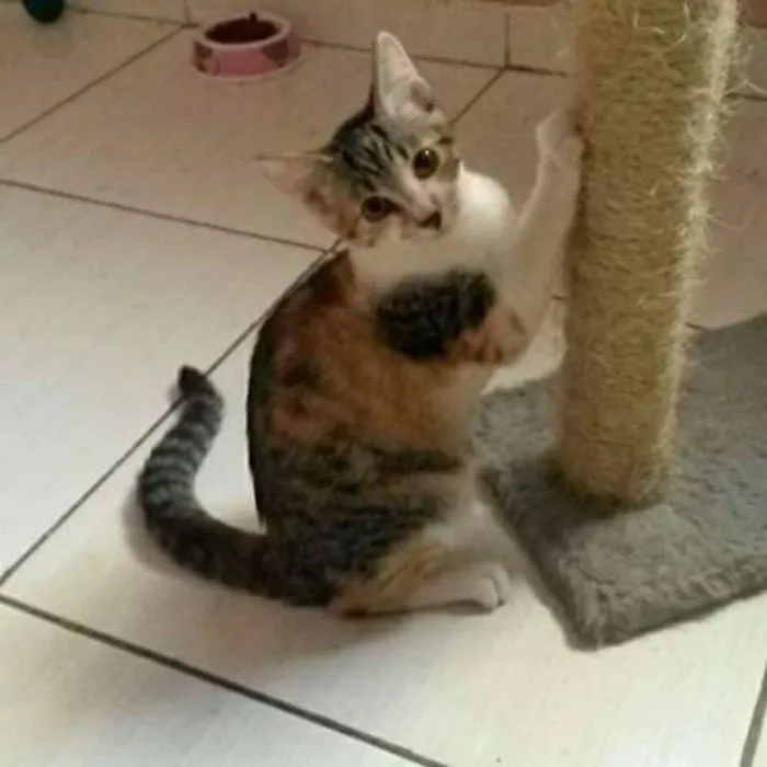 Gato ra a vira lata idade 2 a 6 meses nome Bianca