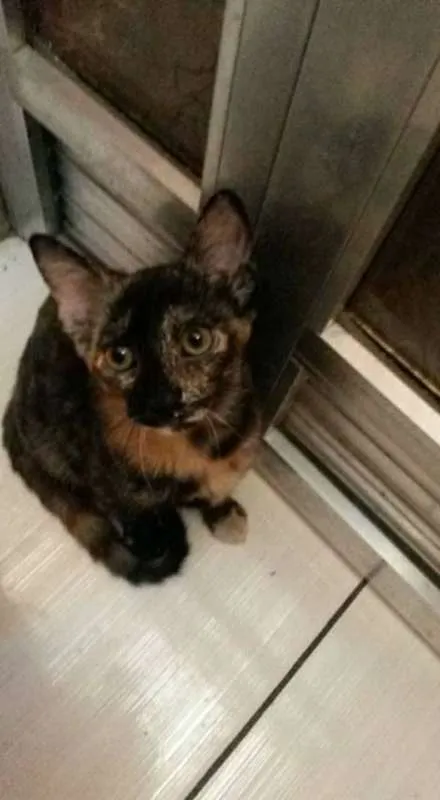 Gato ra a vira lata idade 2 a 6 meses nome Maju