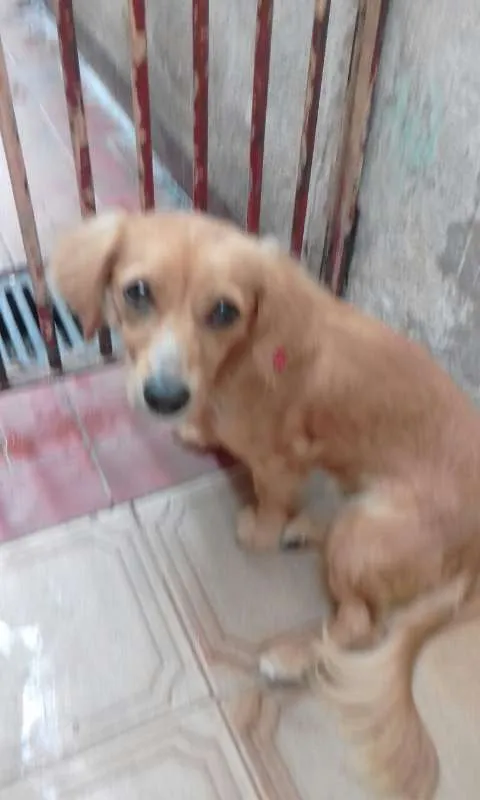 Cachorro ra a duschhound idade 7 a 11 meses nome angel