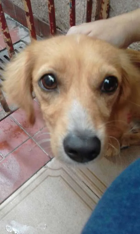 Cachorro ra a duschhound idade 7 a 11 meses nome angel