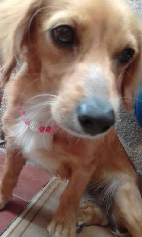 Cachorro ra a duschhound idade 7 a 11 meses nome angel