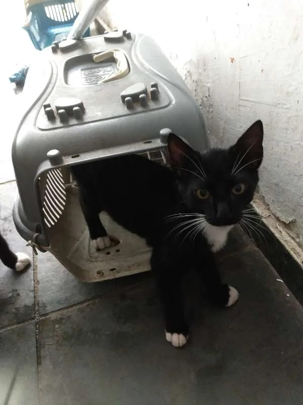 Gato ra a SRD idade 2 a 6 meses nome Julia, Pipoca, Fred.
