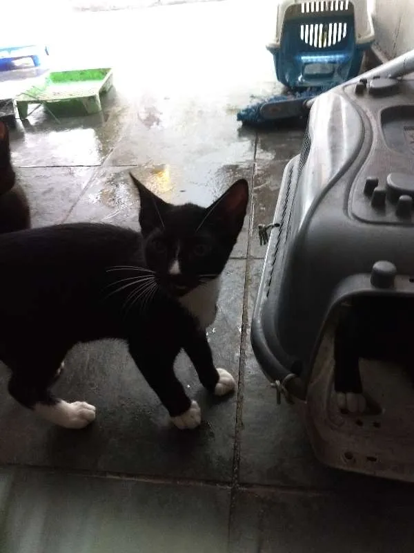 Gato ra a SRD idade 2 a 6 meses nome Julia, Pipoca, Fred.