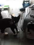 Julia, Pipoca, Fred.