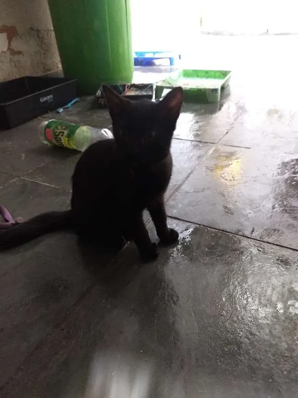 Gato ra a SRD idade 2 a 6 meses nome Julia, Pipoca, Fred.