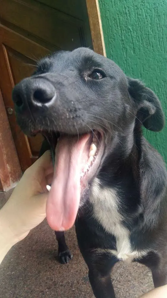 Cachorro ra a vira lata idade 2 anos nome Pretinho