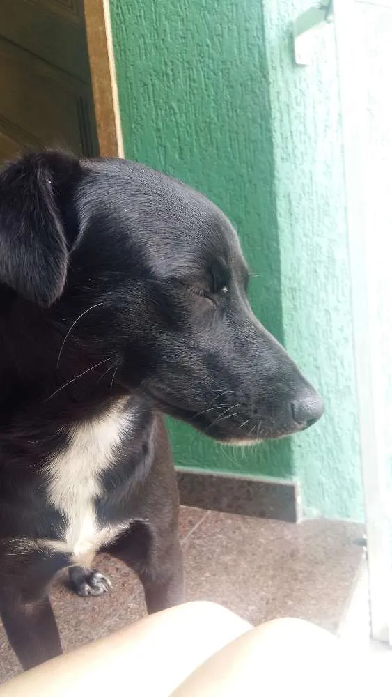 Cachorro ra a vira lata idade 2 anos nome Pretinho