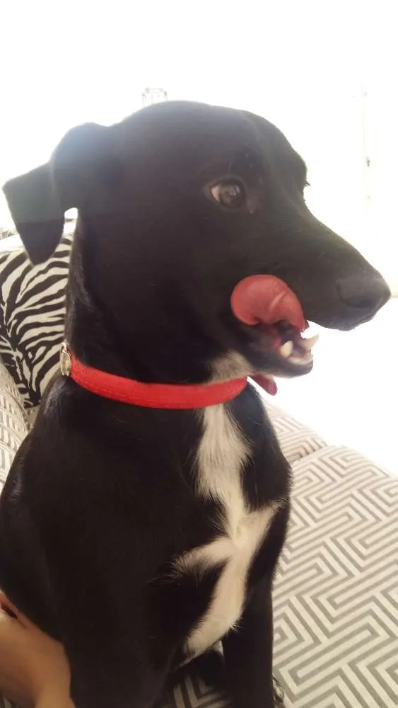 Cachorro ra a vira lata idade 2 anos nome Pretinho