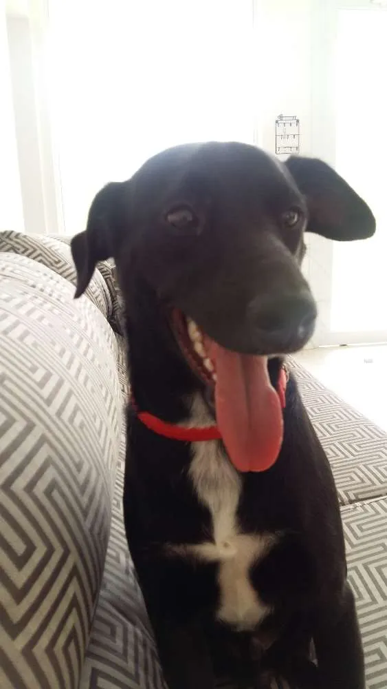 Cachorro ra a vira lata idade 2 anos nome Pretinho