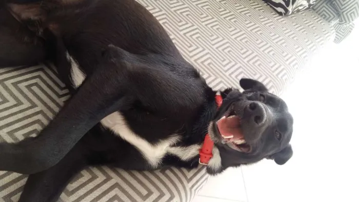 Cachorro ra a vira lata idade 2 anos nome Pretinho
