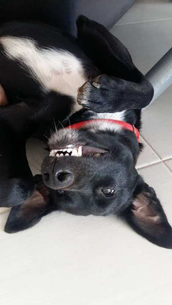 Cachorro ra a vira lata idade 2 anos nome Pretinho