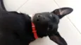 Pretinho