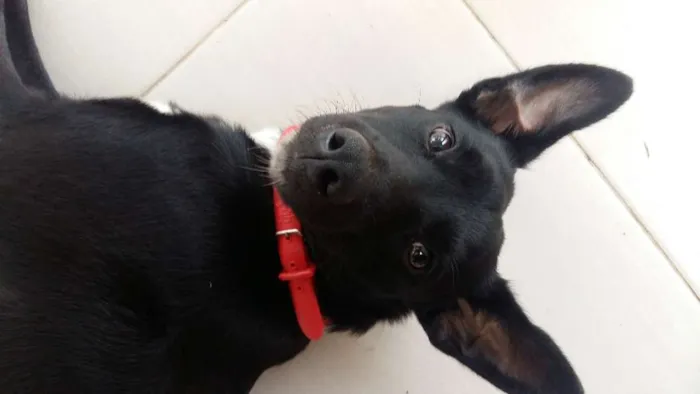 Cachorro ra a vira lata idade 2 anos nome Pretinho