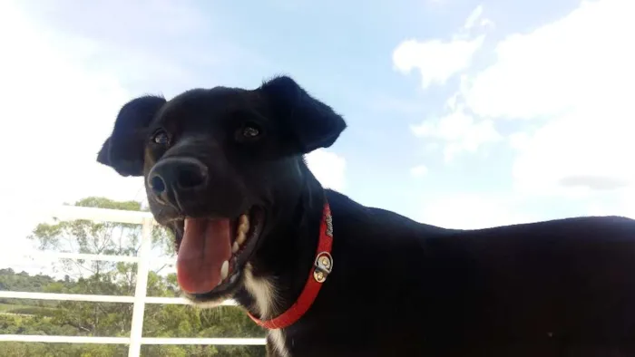 Cachorro ra a vira lata idade 2 anos nome Pretinho