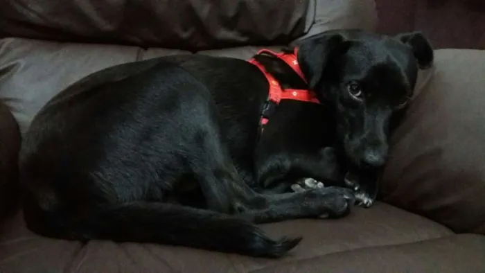 Cachorro ra a vira lata idade 2 anos nome Pretinho