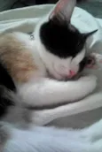 Ana Catarina