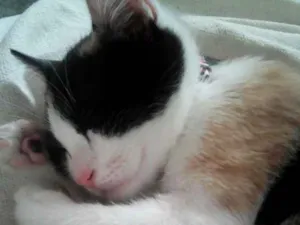 Gato raça  idade 7 a 11 meses nome Ana Catarina 