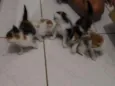 5 gatinhos 