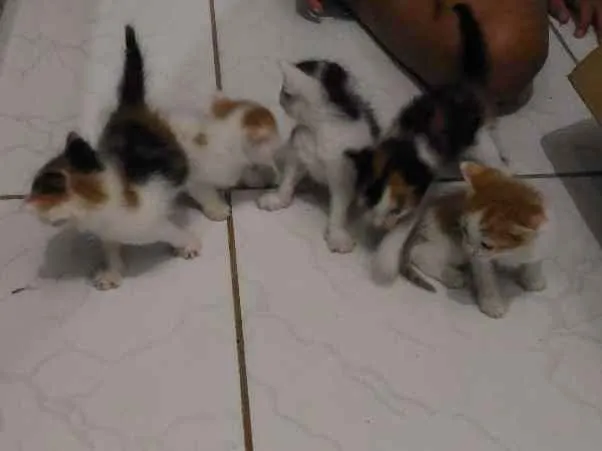 Gato ra a  idade Abaixo de 2 meses nome 5 gatinhos 