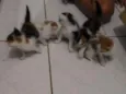 5 gatinhos