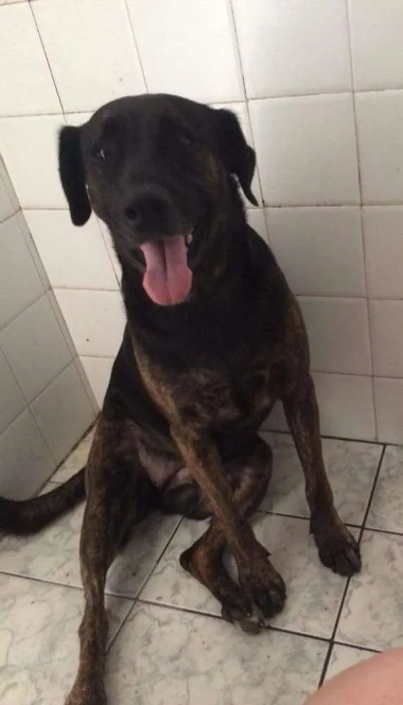 Cachorro ra a Labrador com boxer idade 5 anos nome Lisa