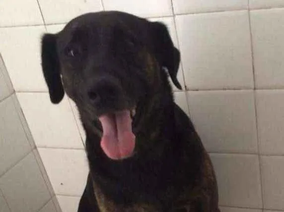 Cachorro ra a Labrador com boxer idade 5 anos nome Lisa