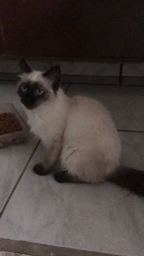 Gato raça  idade 2 a 6 meses nome Sem nome