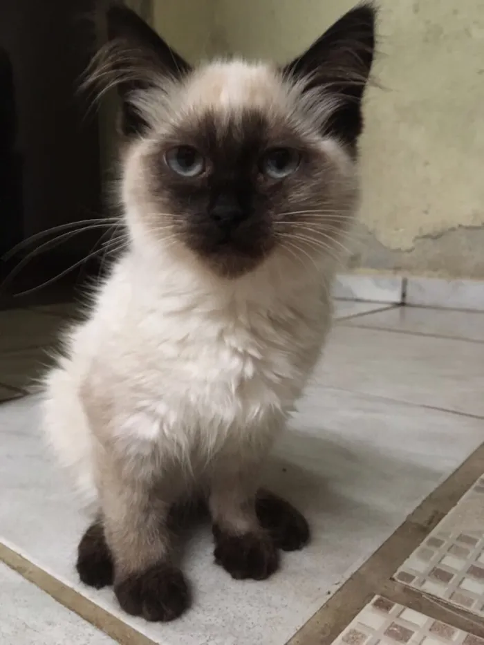 Gato raça  idade 2 a 6 meses nome Sem nome