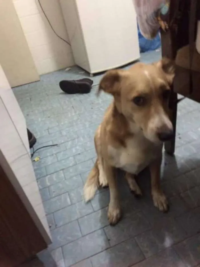 Cachorro ra a Mistura de srd idade 6 ou mais anos nome Sally