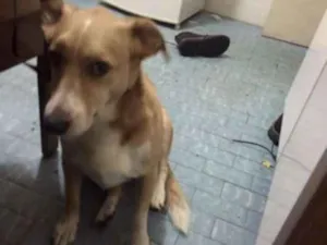 Cachorro raça Mistura de srd idade 6 ou mais anos nome Sally