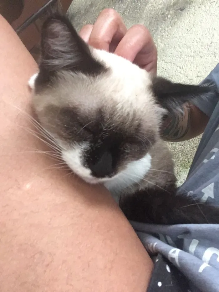 Gato raça  idade 2 a 6 meses nome Sem nome
