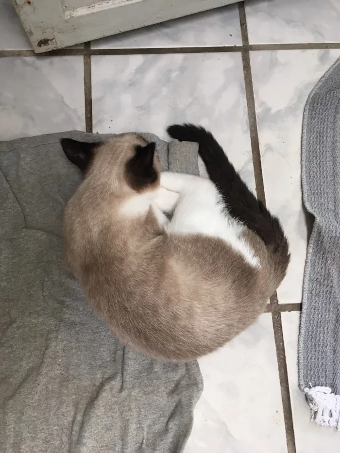Gato raça  idade 2 a 6 meses nome Sem nome