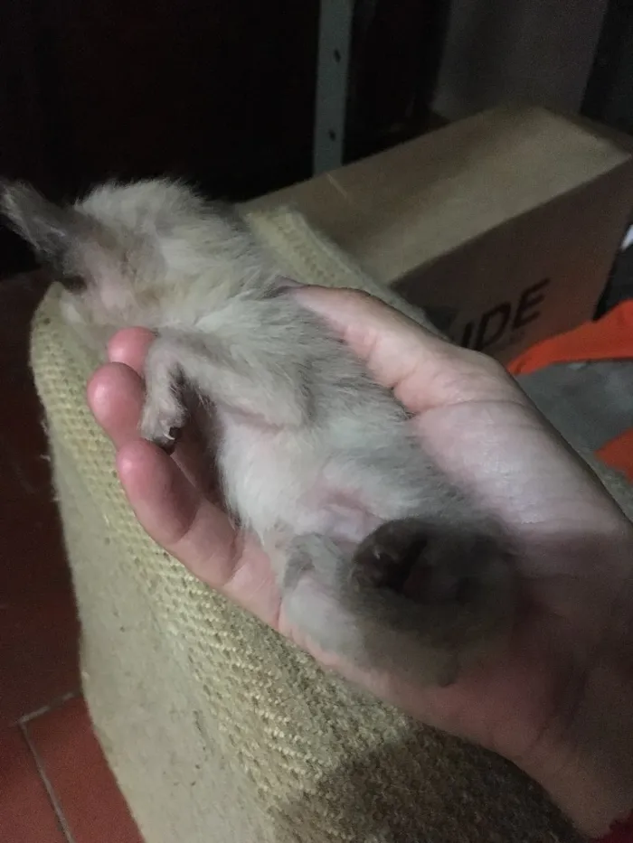 Gato raça  idade Abaixo de 2 meses nome Sem nomes