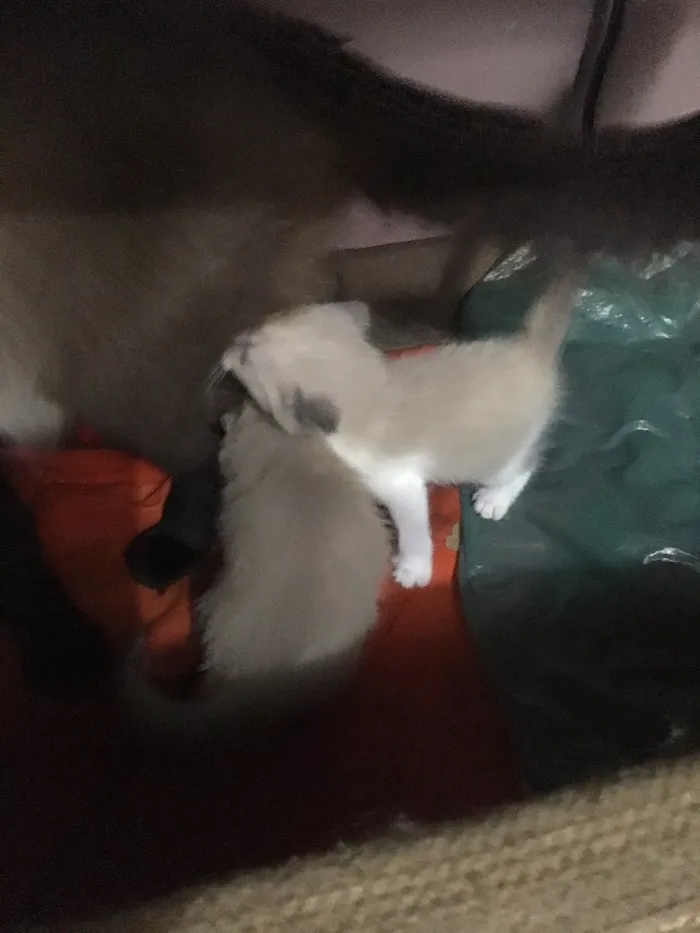Gato raça  idade Abaixo de 2 meses nome Sem nomes